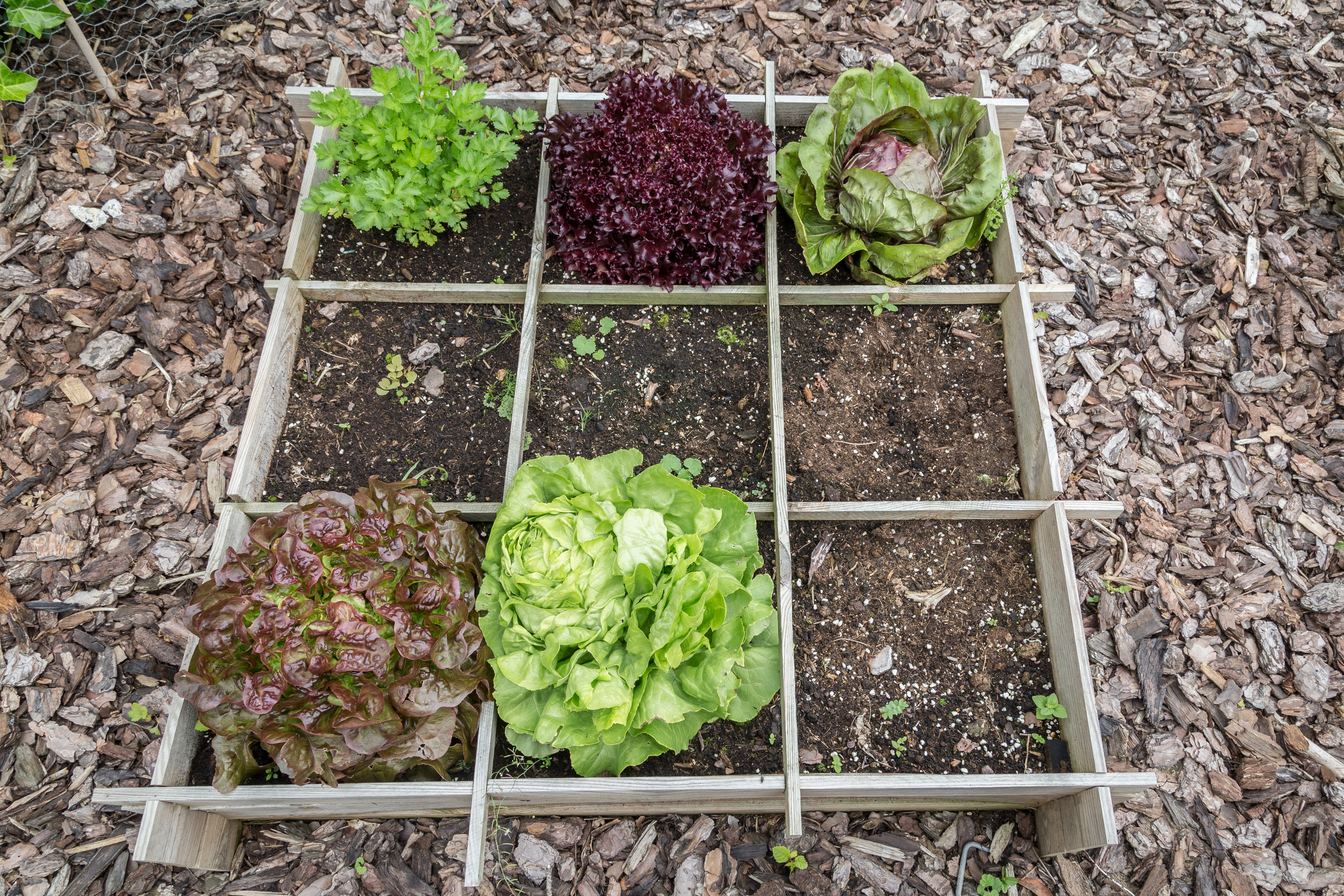 square foot gardening