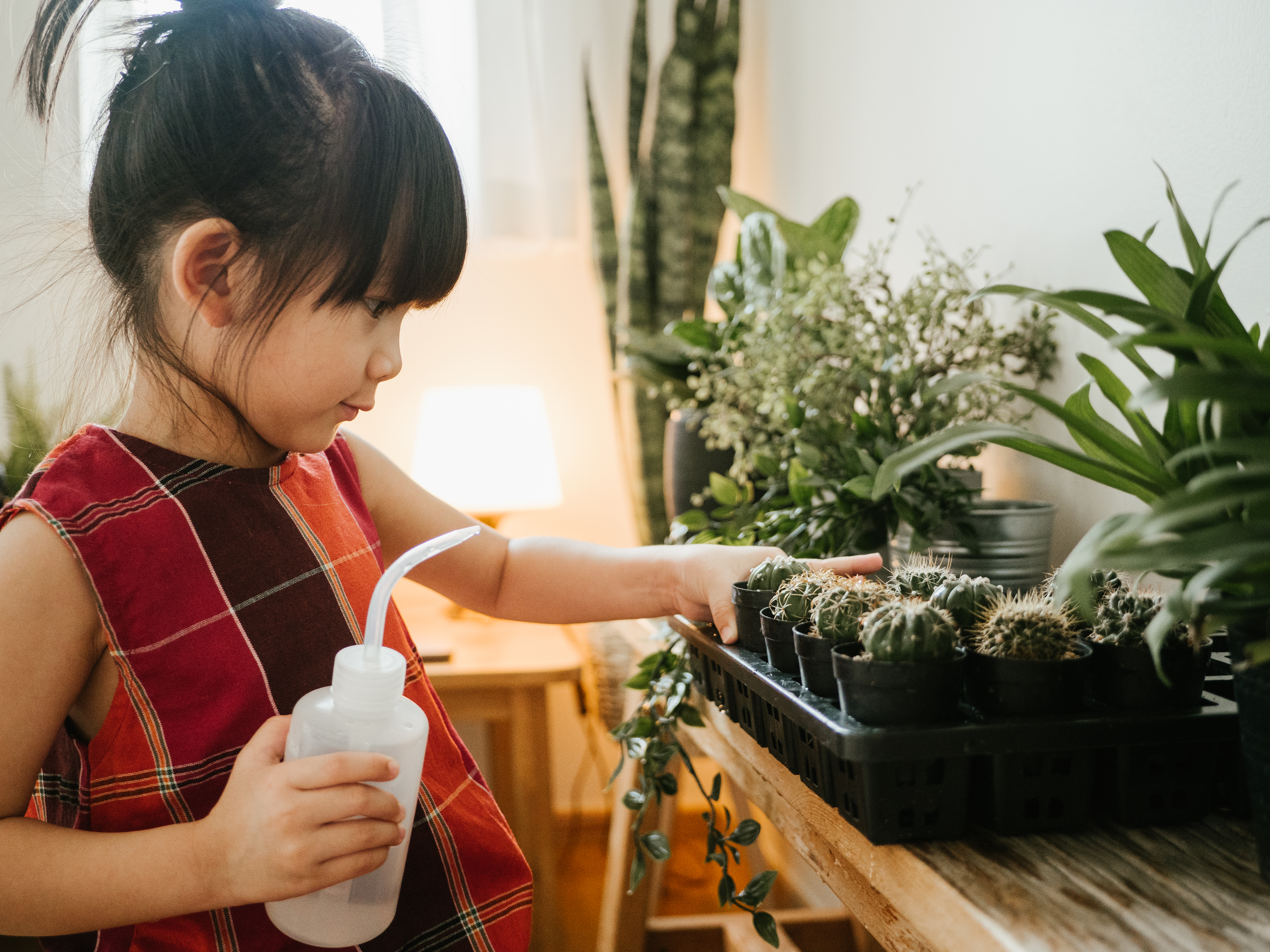 planting a cactus garden