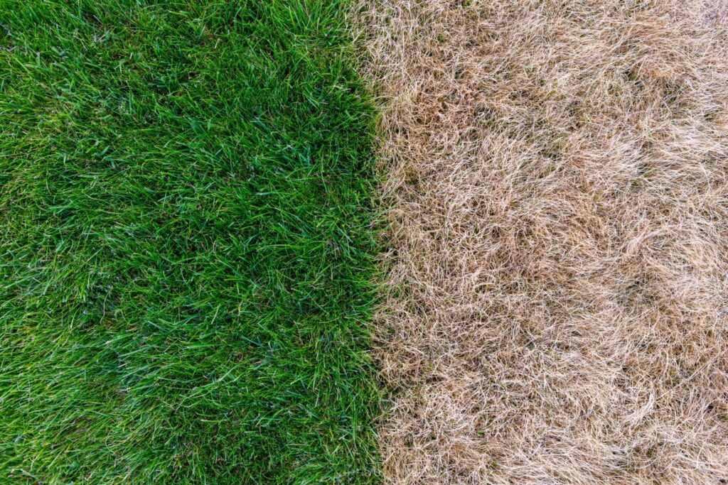 How to Protect Your Grass from the Intense Texas Summer Sun