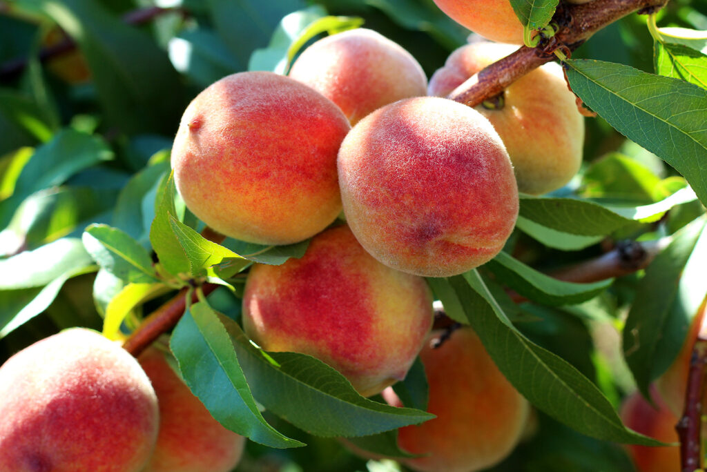 Everything You Need for a Peachy Summer