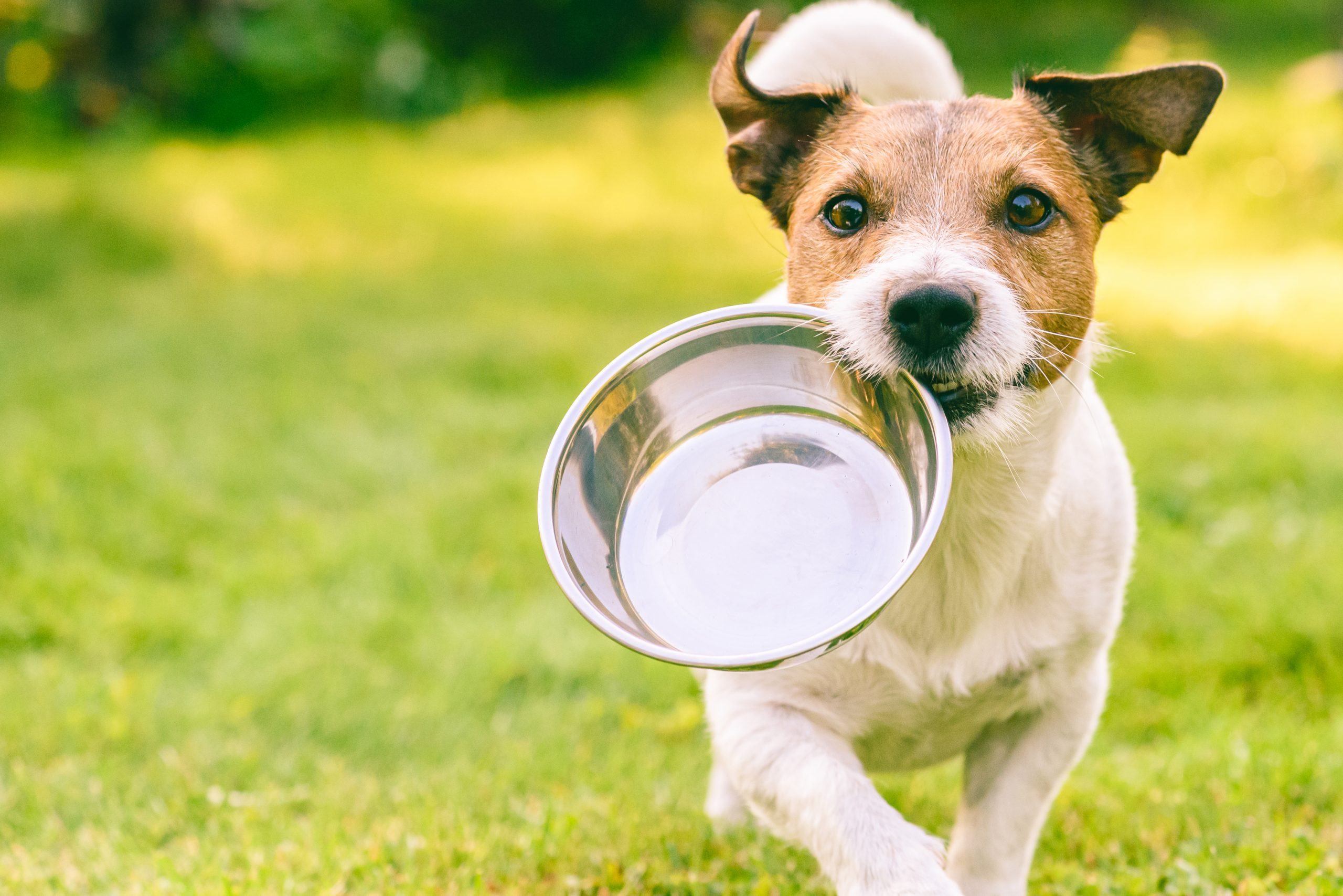 Pet Summer Safety Guide