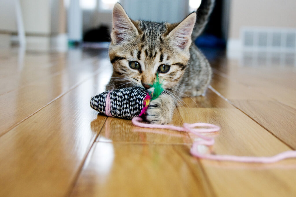 Homemade Holiday Gift Guide: 5 DIY Cat Toy Crafts
