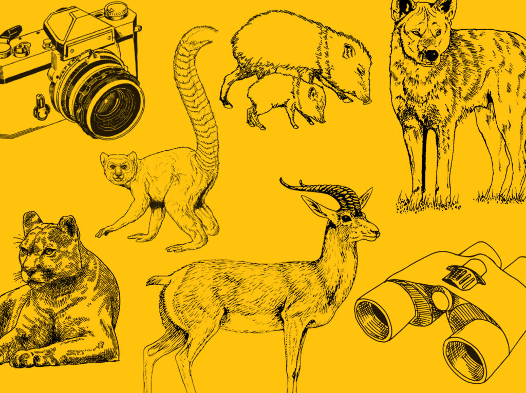 Kids’ Guide to Spotting Texas Wildlife