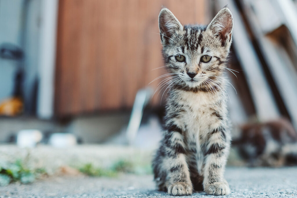 There Are Stray Kittens in the Backyard. Now What?