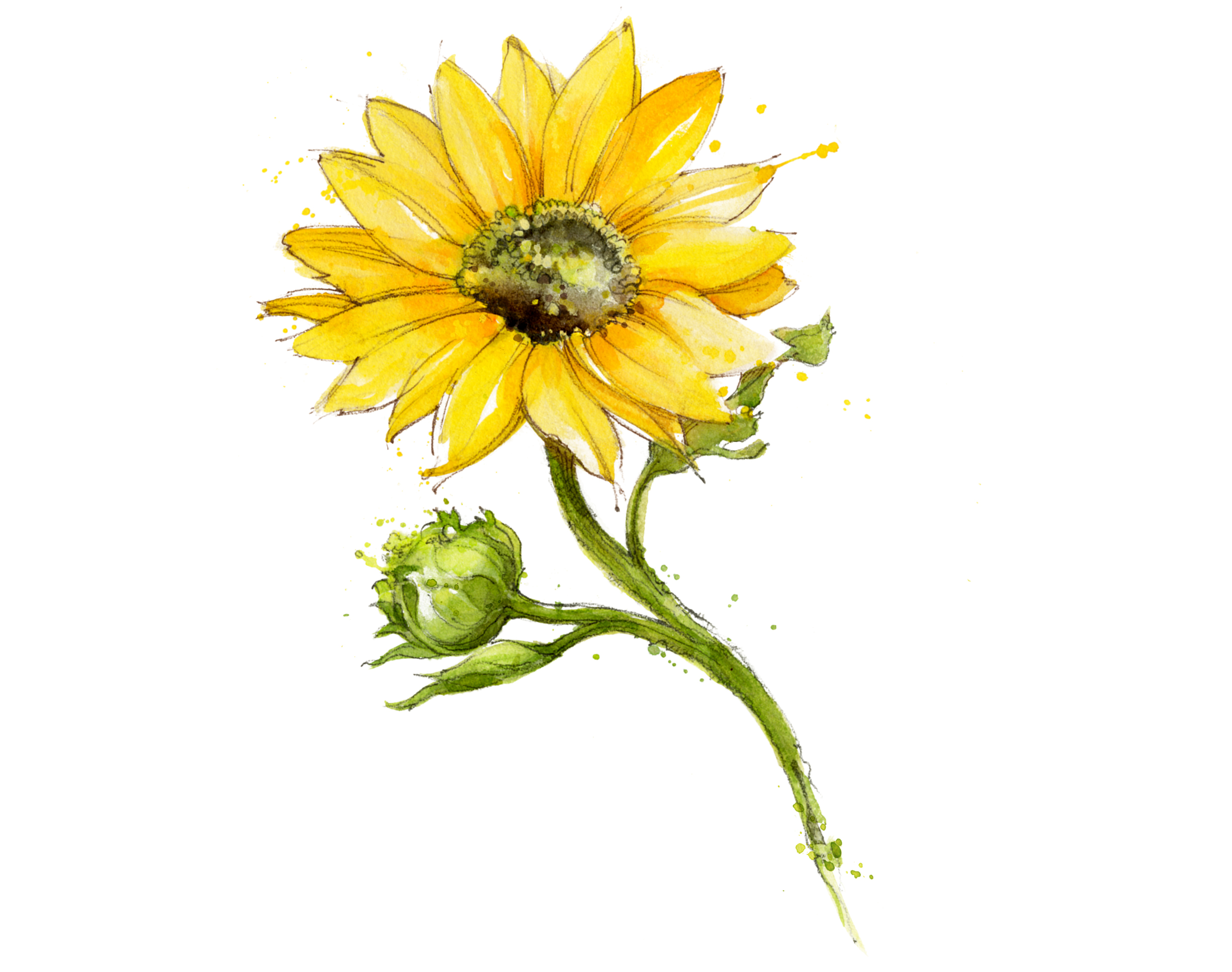 Texas wildflowers Sunflower 