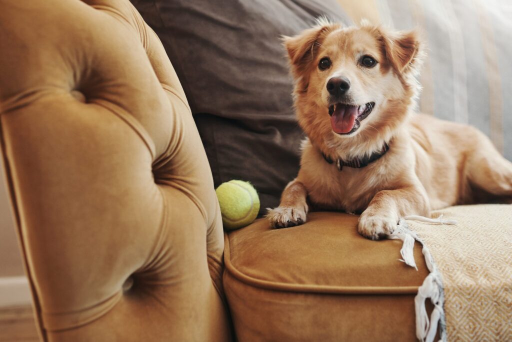 Refresh Your Cleaning Routine with Pet-Safe Products