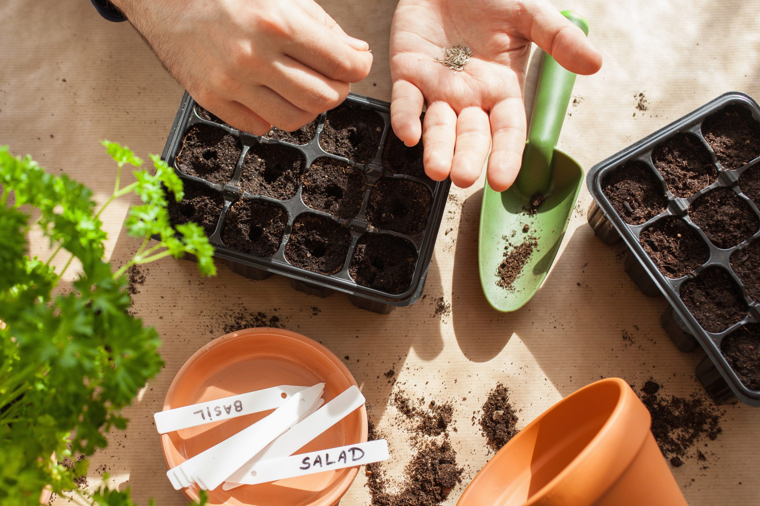 How to Germinate Seeds Ahead of Spring