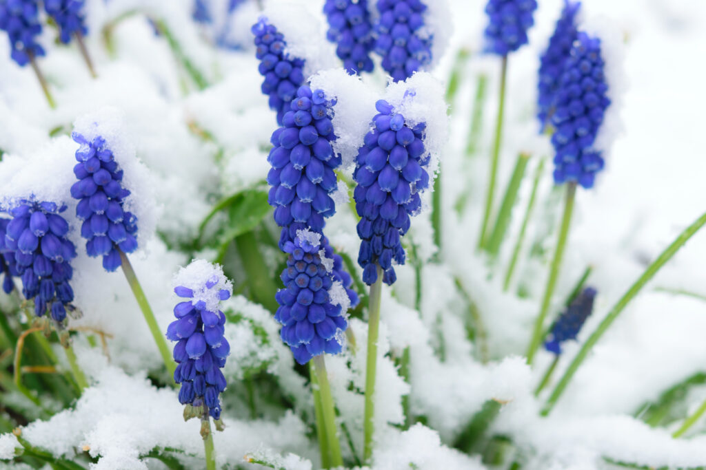 Top 10 Winter Garden Ideas