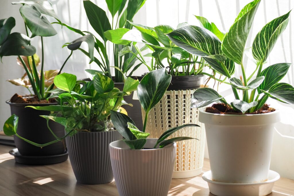 Container Gardening Made Simple