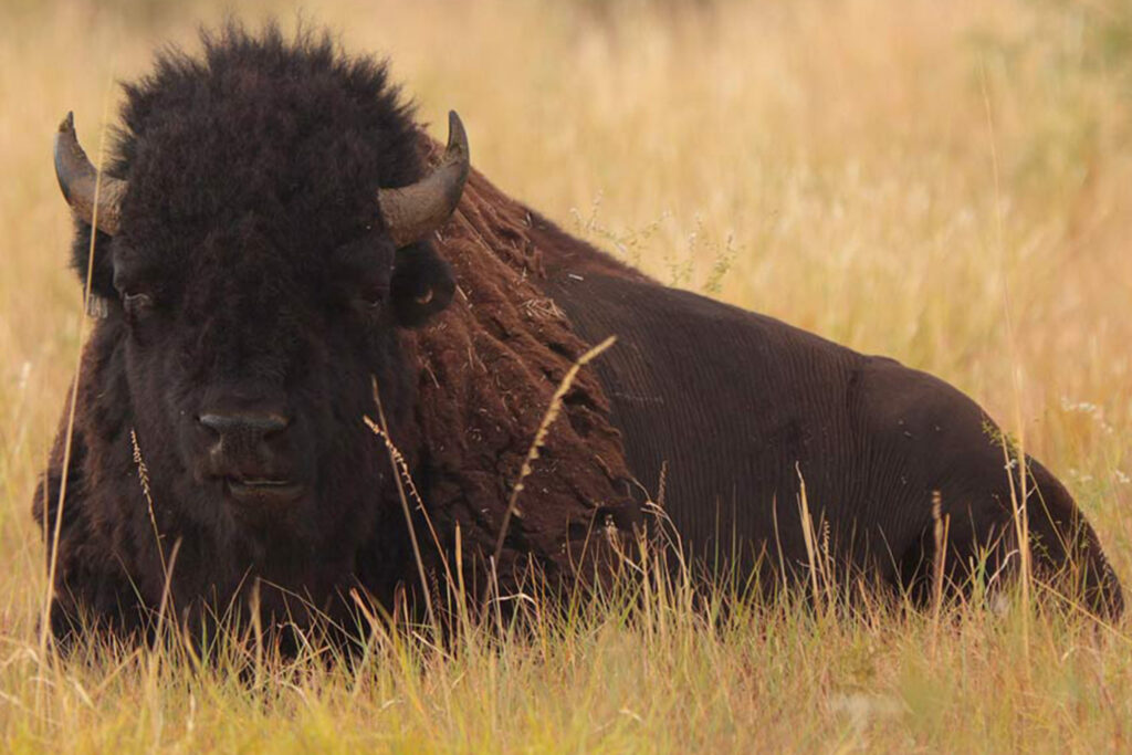 Alone on the Range: The Story of the Bison at Caprock Canyon