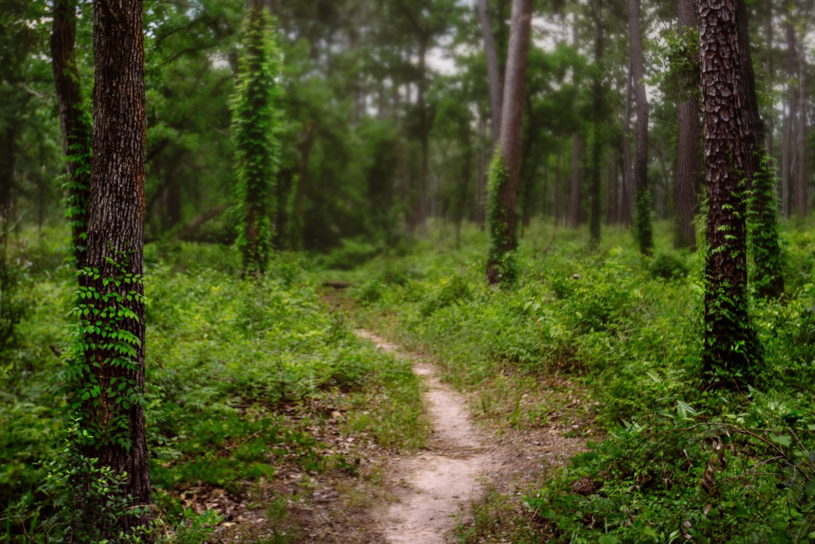 hiking trails in Texas