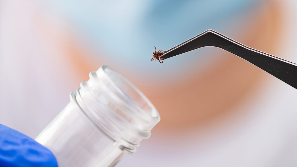 Person putting tick in a plastic tube.