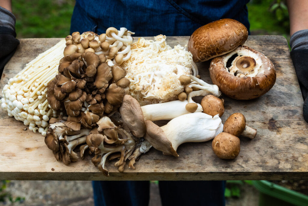 How to Start an Indoor Mushroom Garden