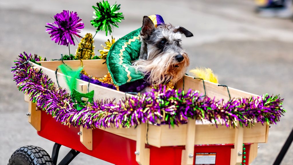 Dog in a Mardi Gras parade.