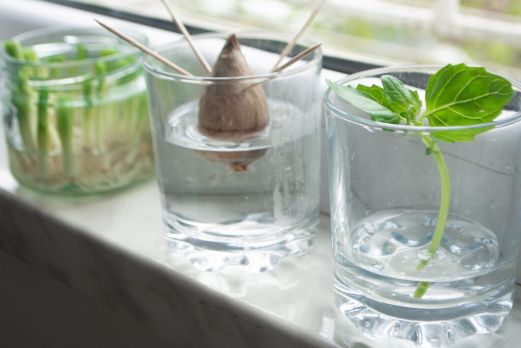 5 Fruits & Vegetables You Can Regrow Right in Your Kitchen