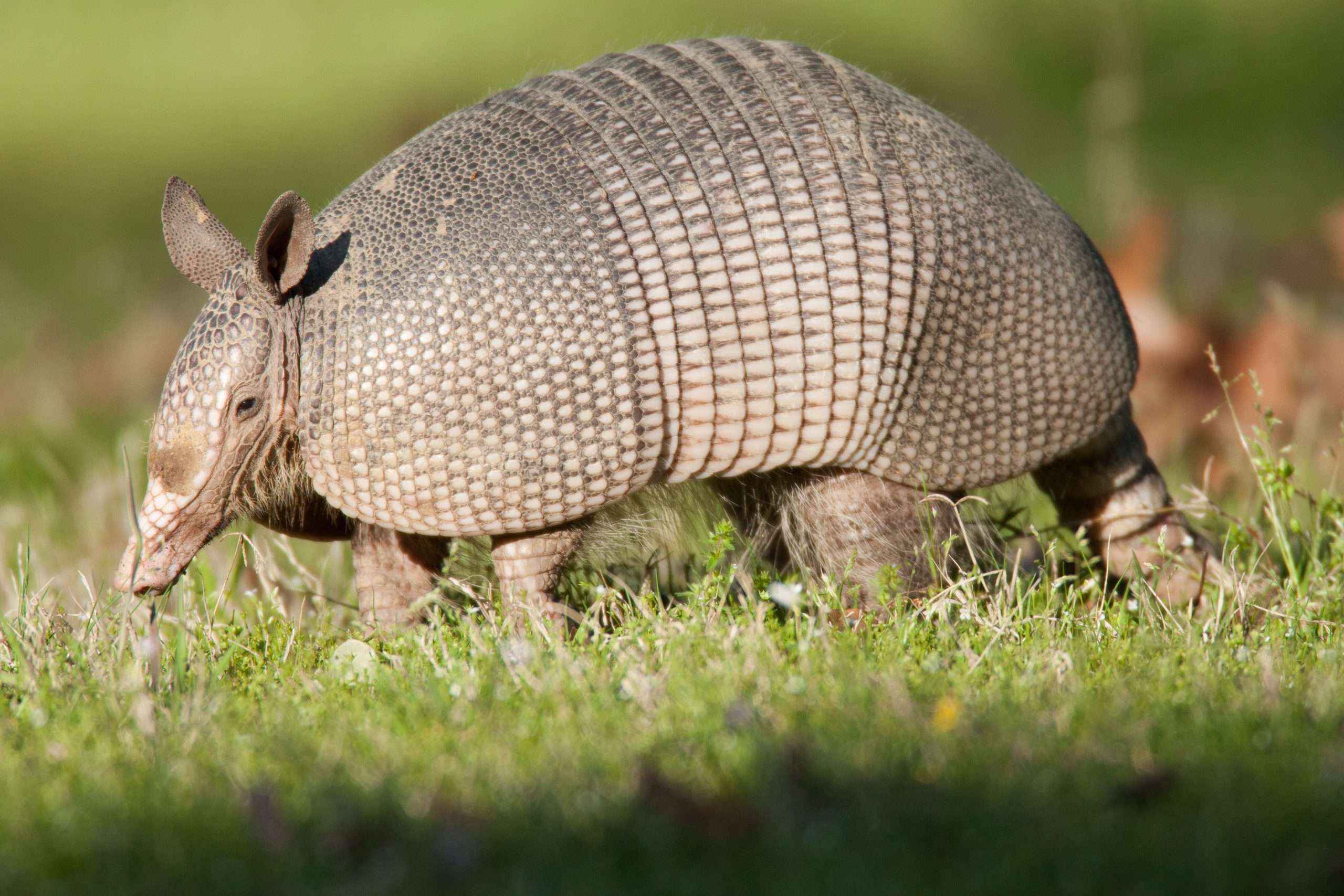 Out With Phil, In With Bob: Feb. 2 Is Armadillo Day in Texas