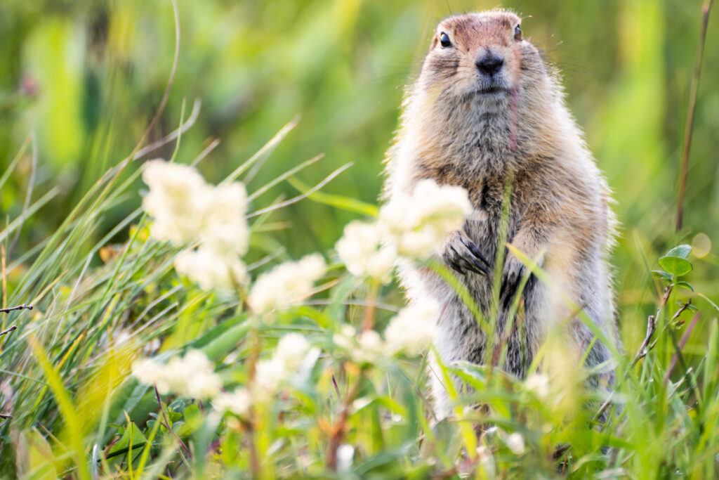 Recipe: No-Bake Groundhog Cookies