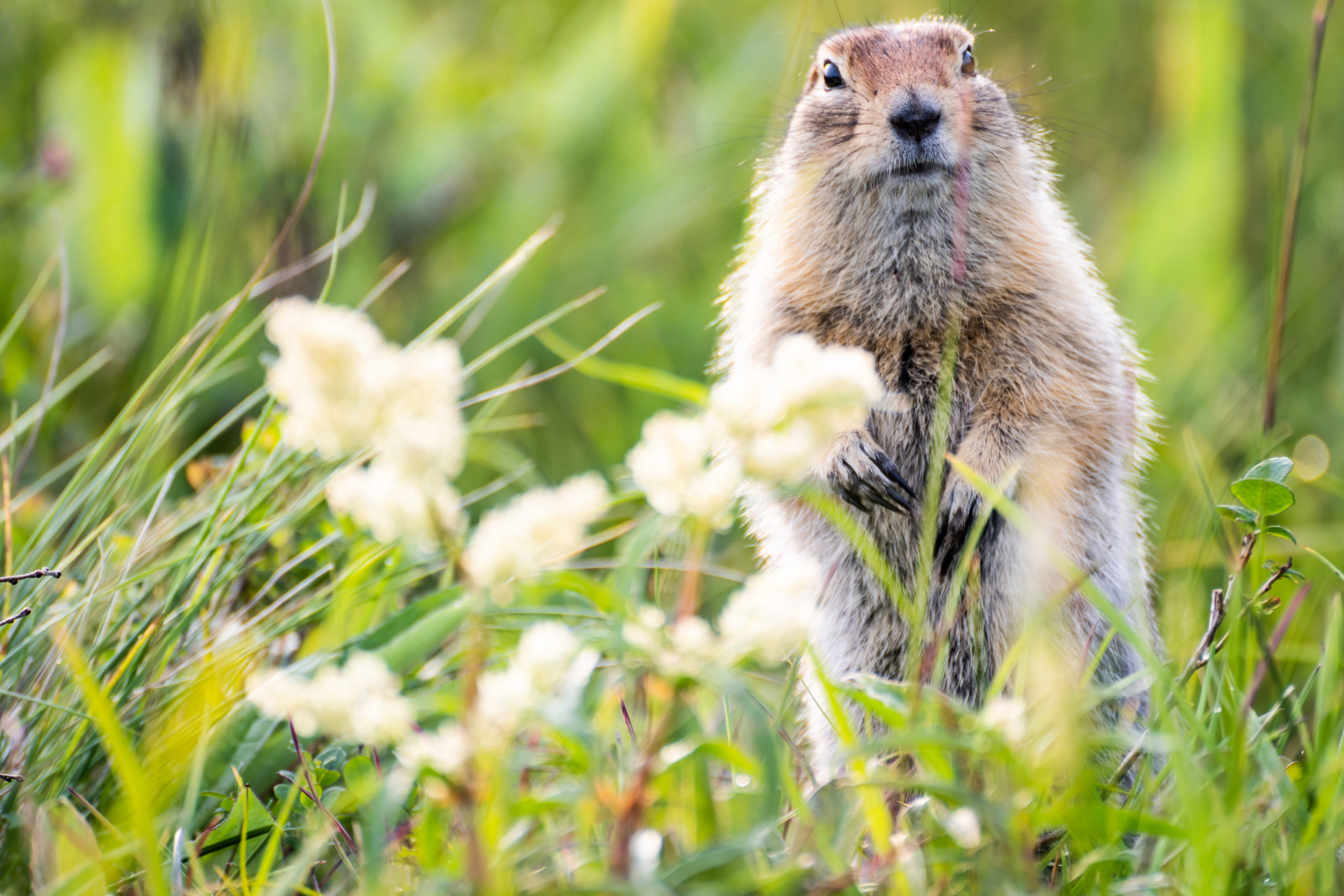 Recipe: No-Bake Groundhog Cookies