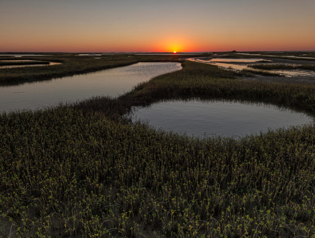 Roundup: Guide to Texas Wildlife Spotting
