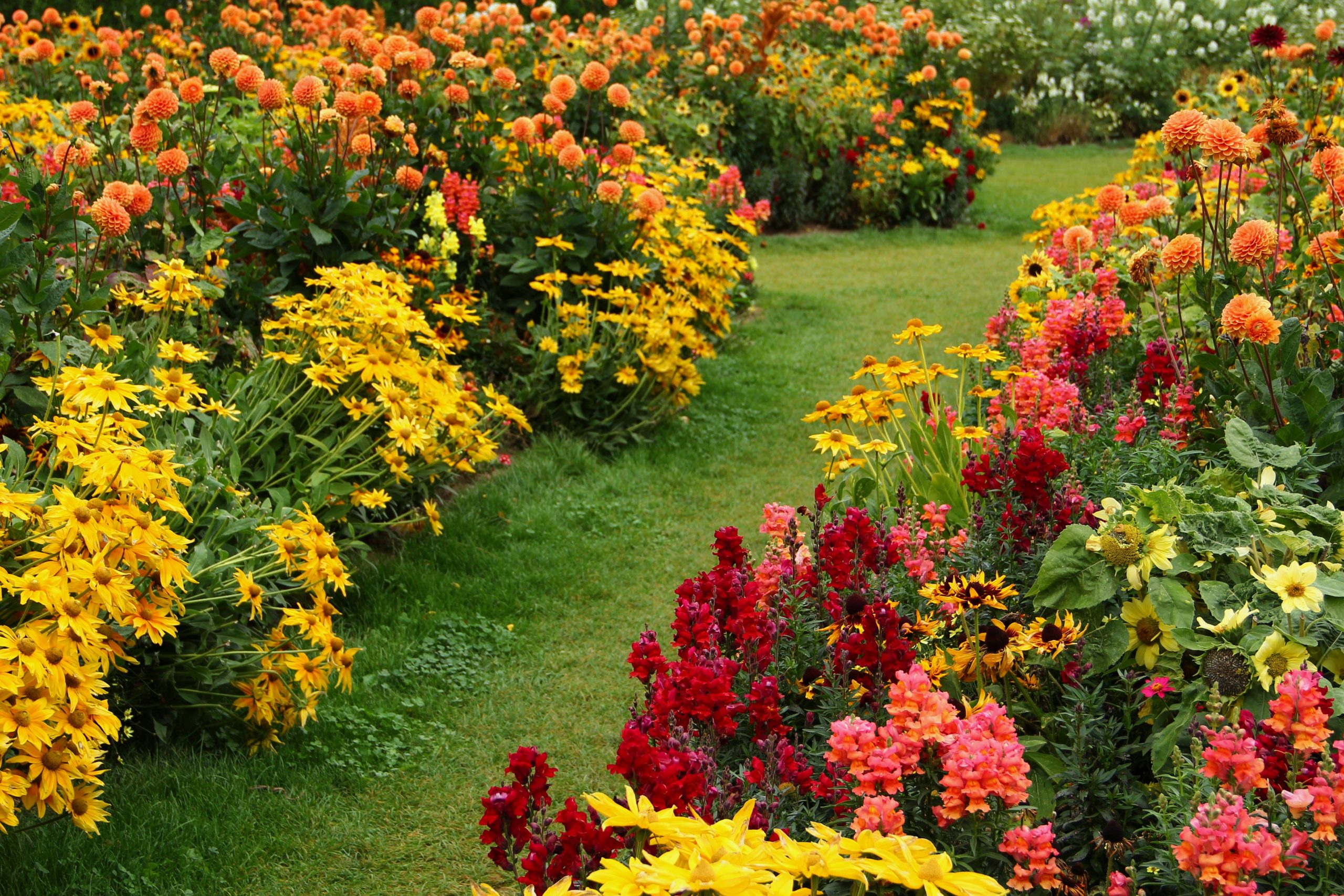 Perennial Plants: A Complete Guide