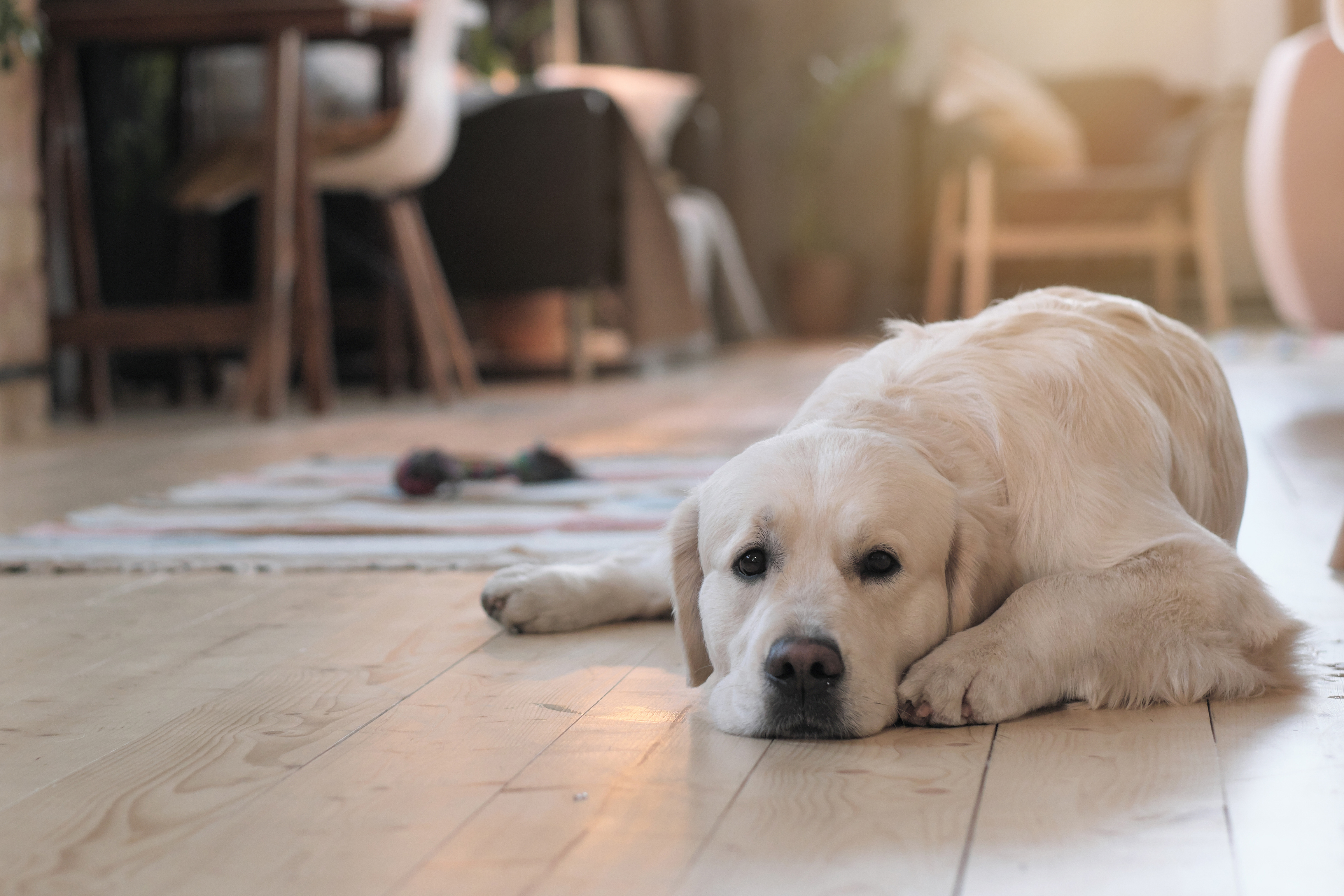 home remedies for allergies