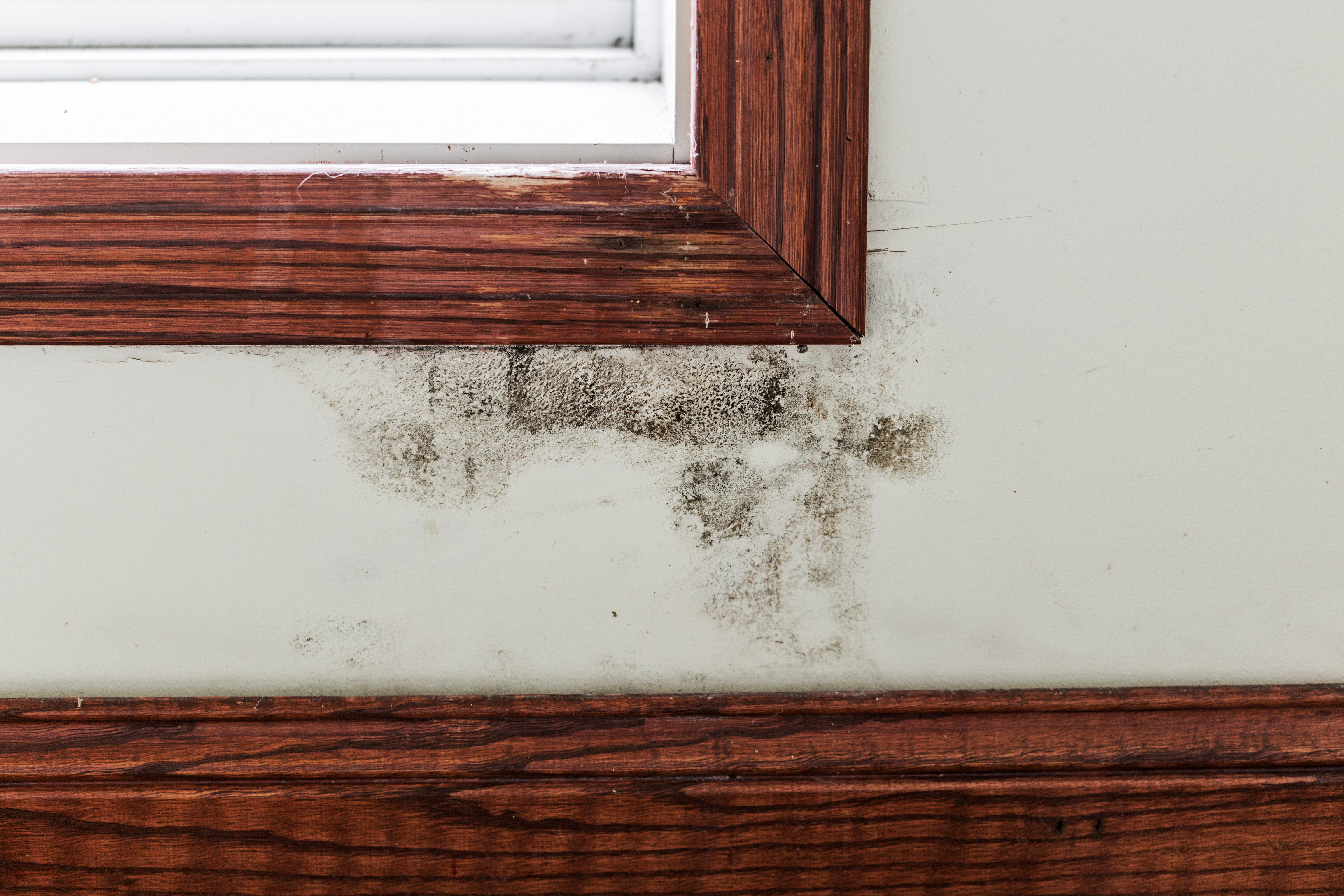 mold in the home