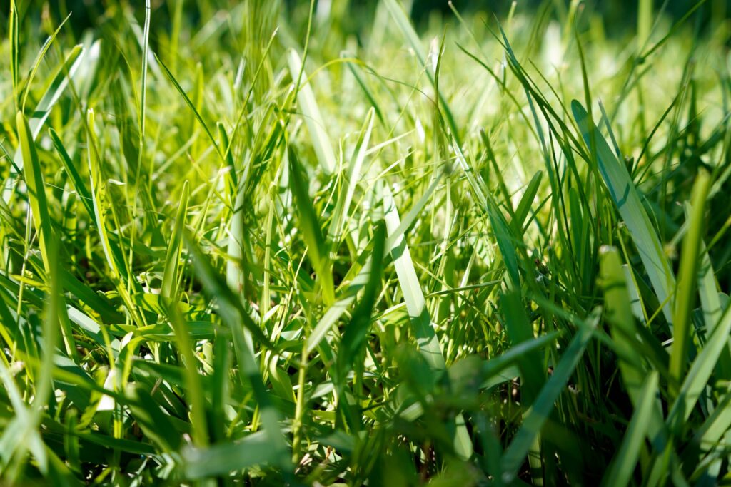 How to Prepare Your Lawn for Spring