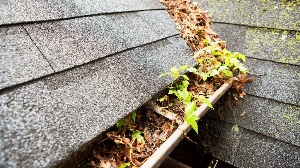 Getter filled with leaves and debris.