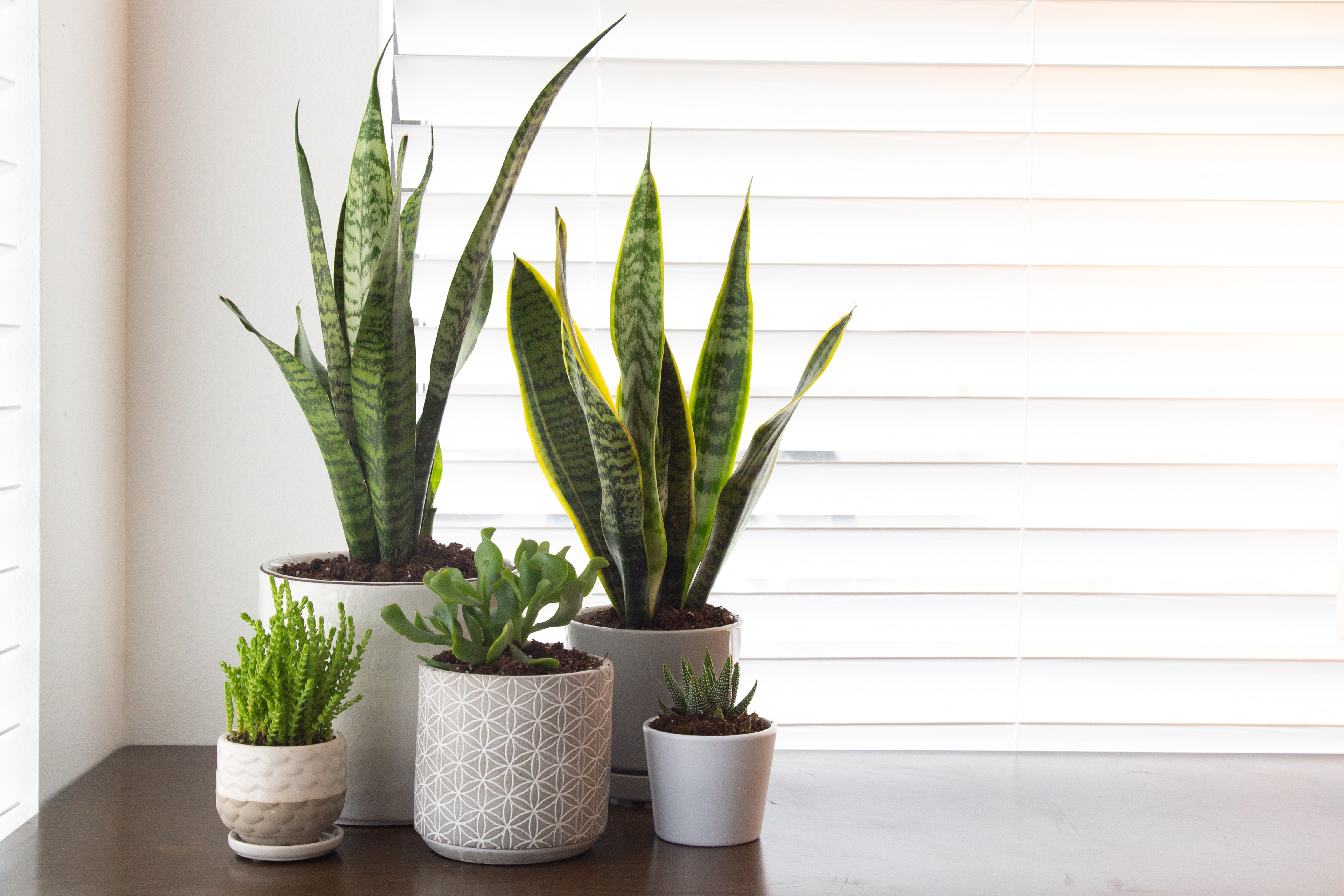 how to prevent pests on indoor plants