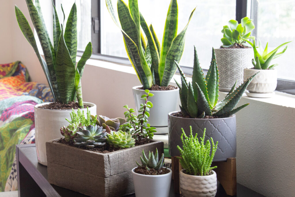 6 Ways to Protect Your Indoor Plants from Pests