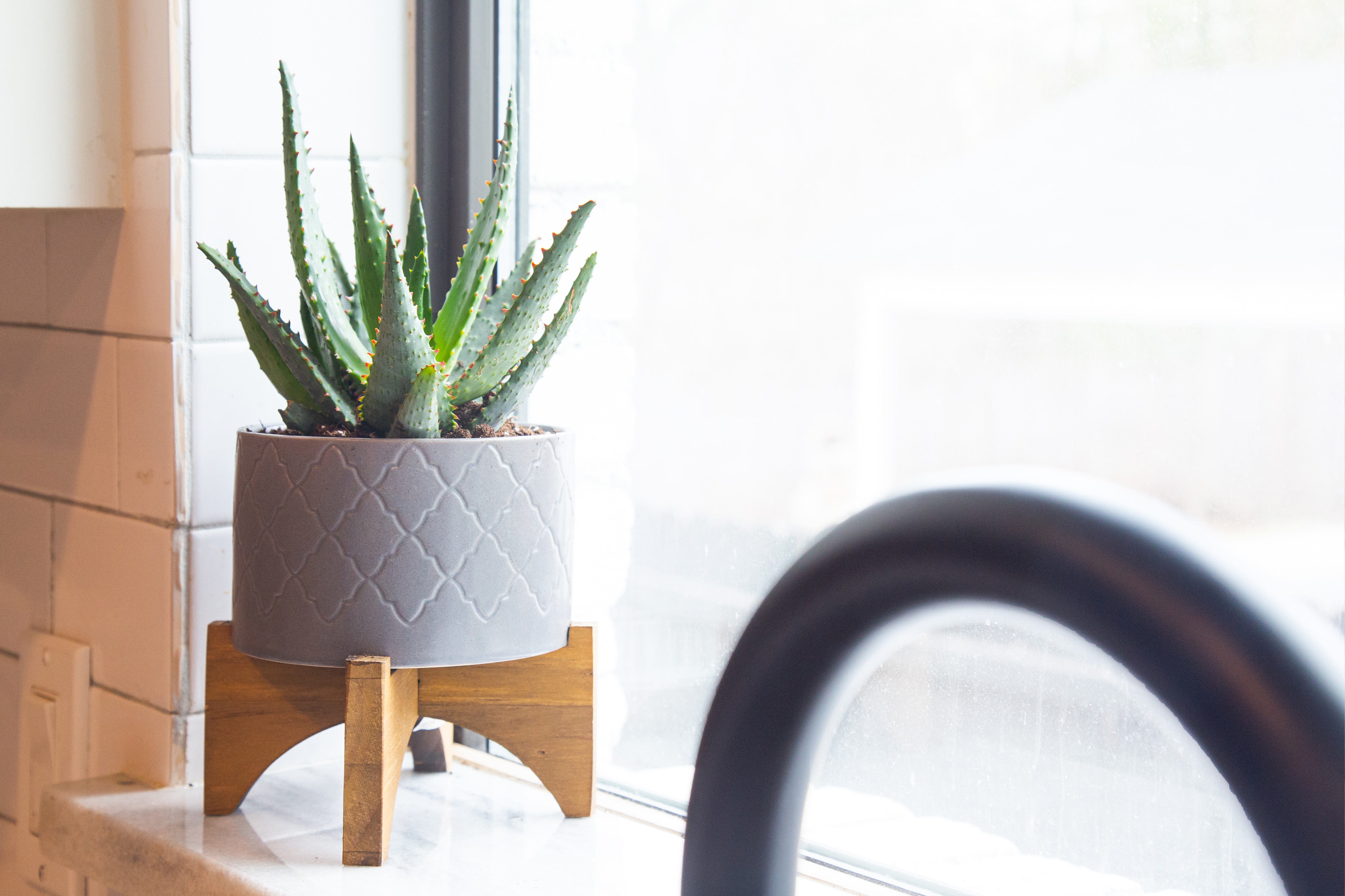 how to prevent pests on indoor plants