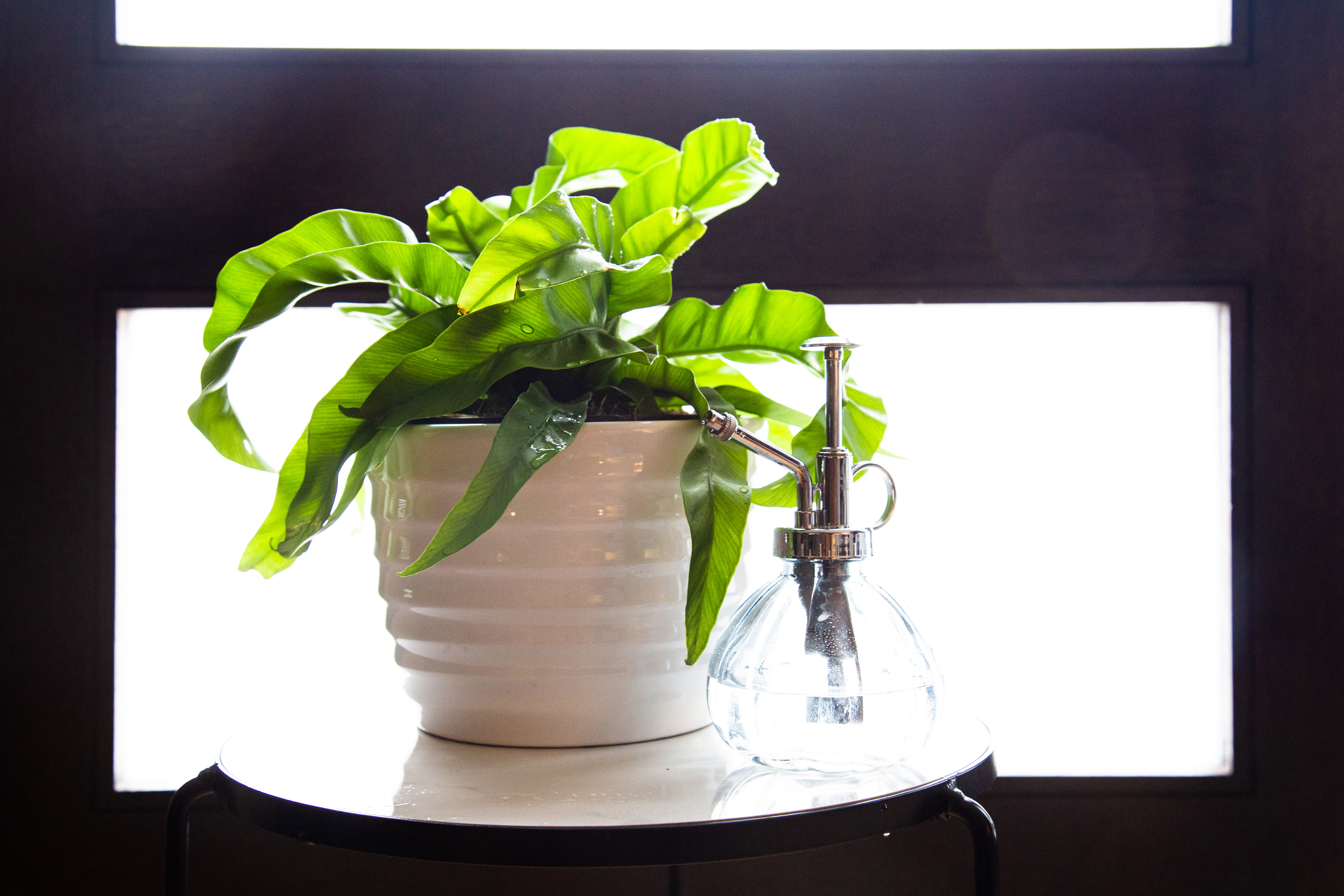 how to prevent pests on indoor plants