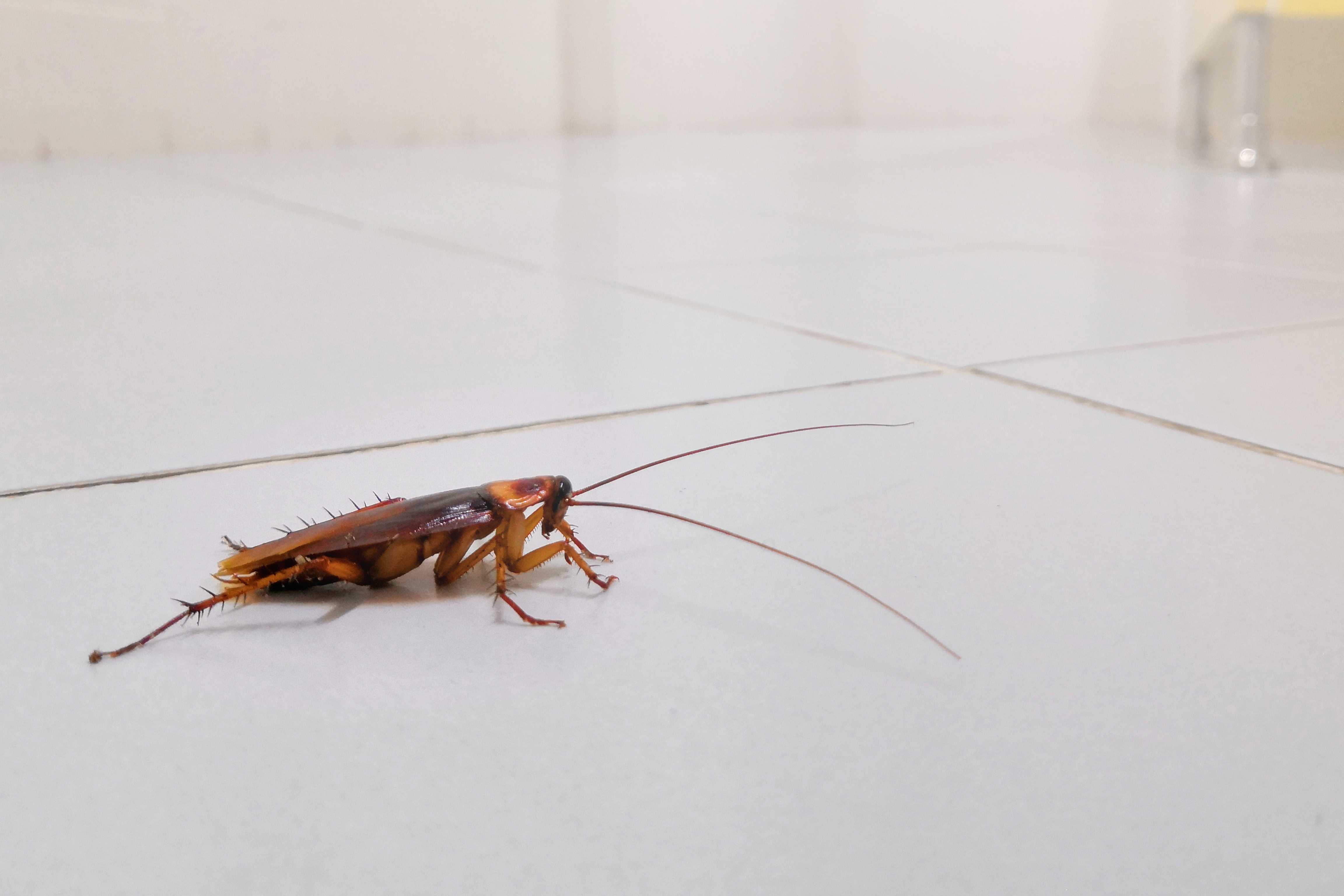 common household pests