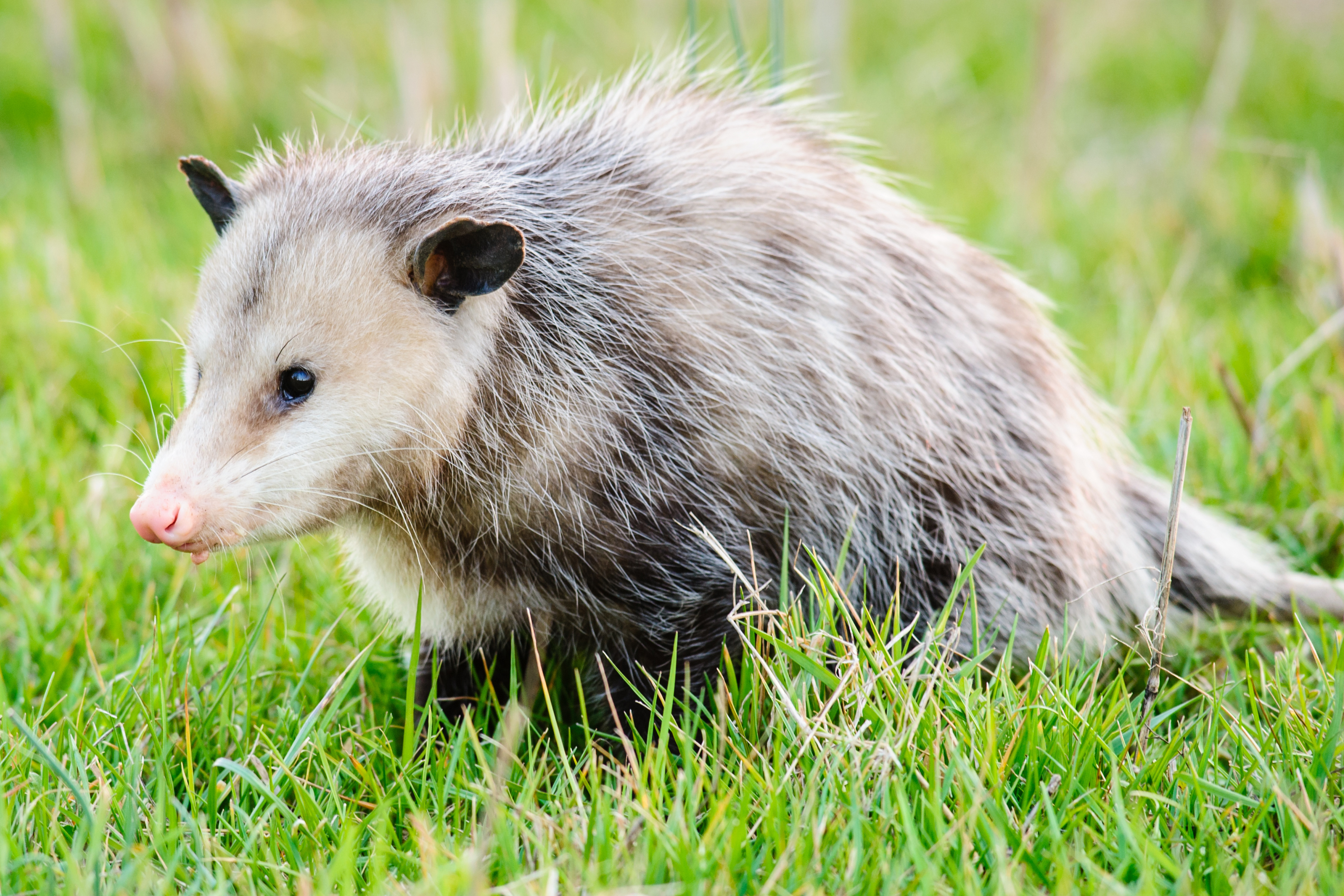 common household pests