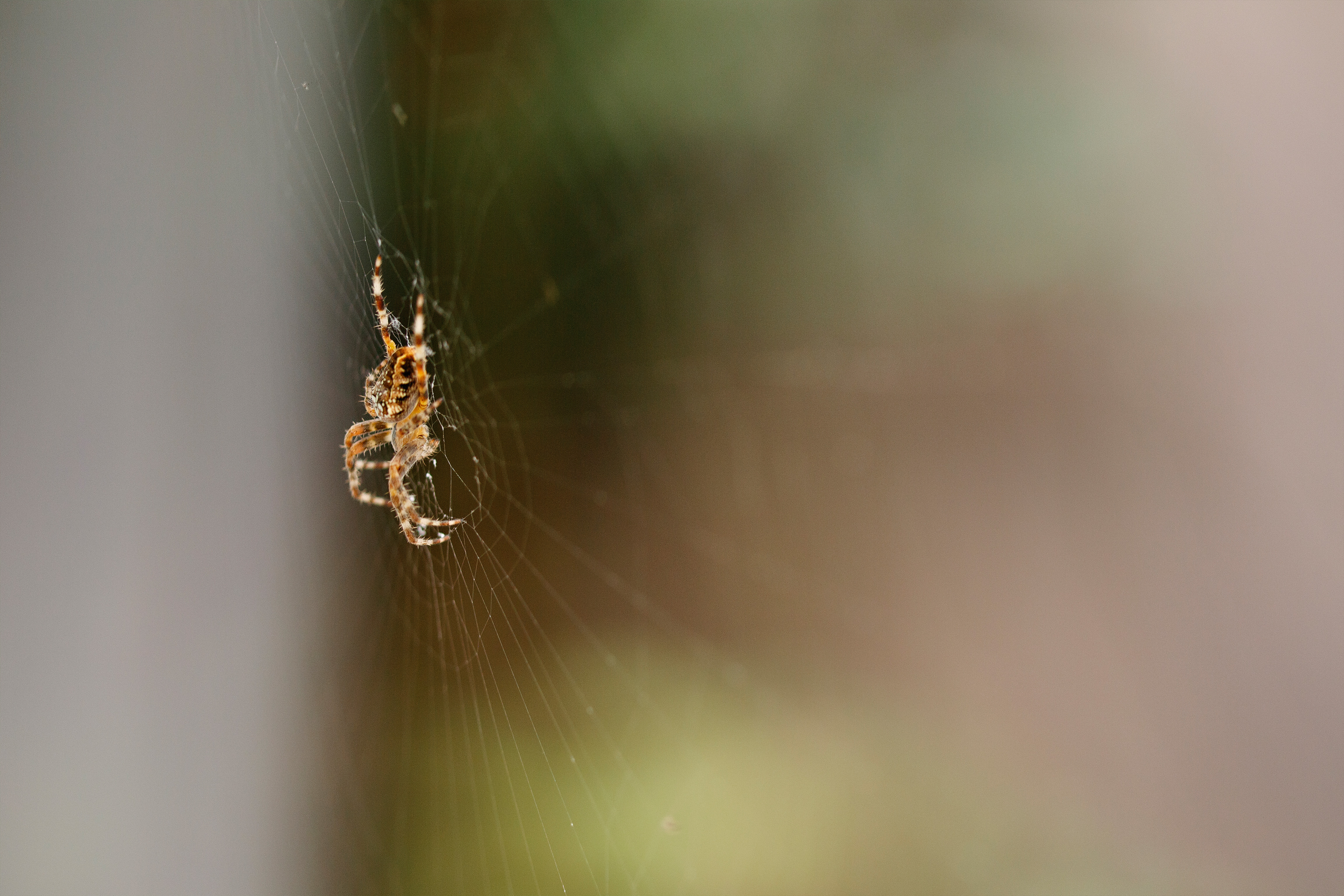 common household pests