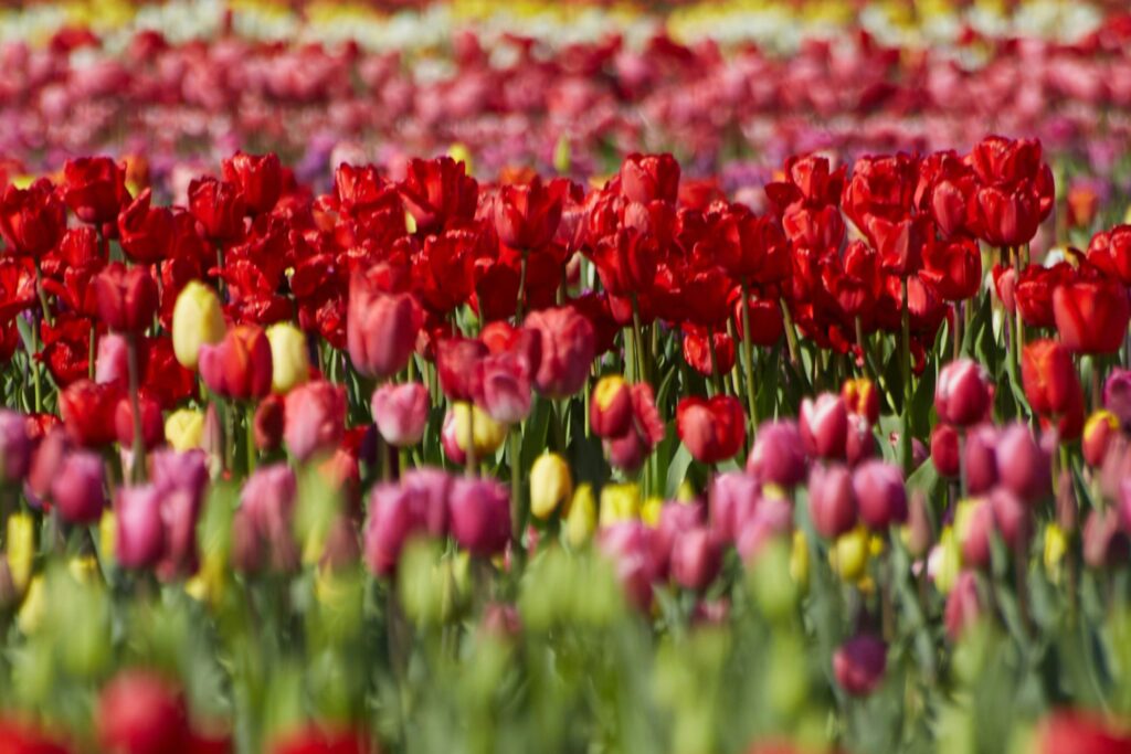 Top 7 Tulip Farms in Texas