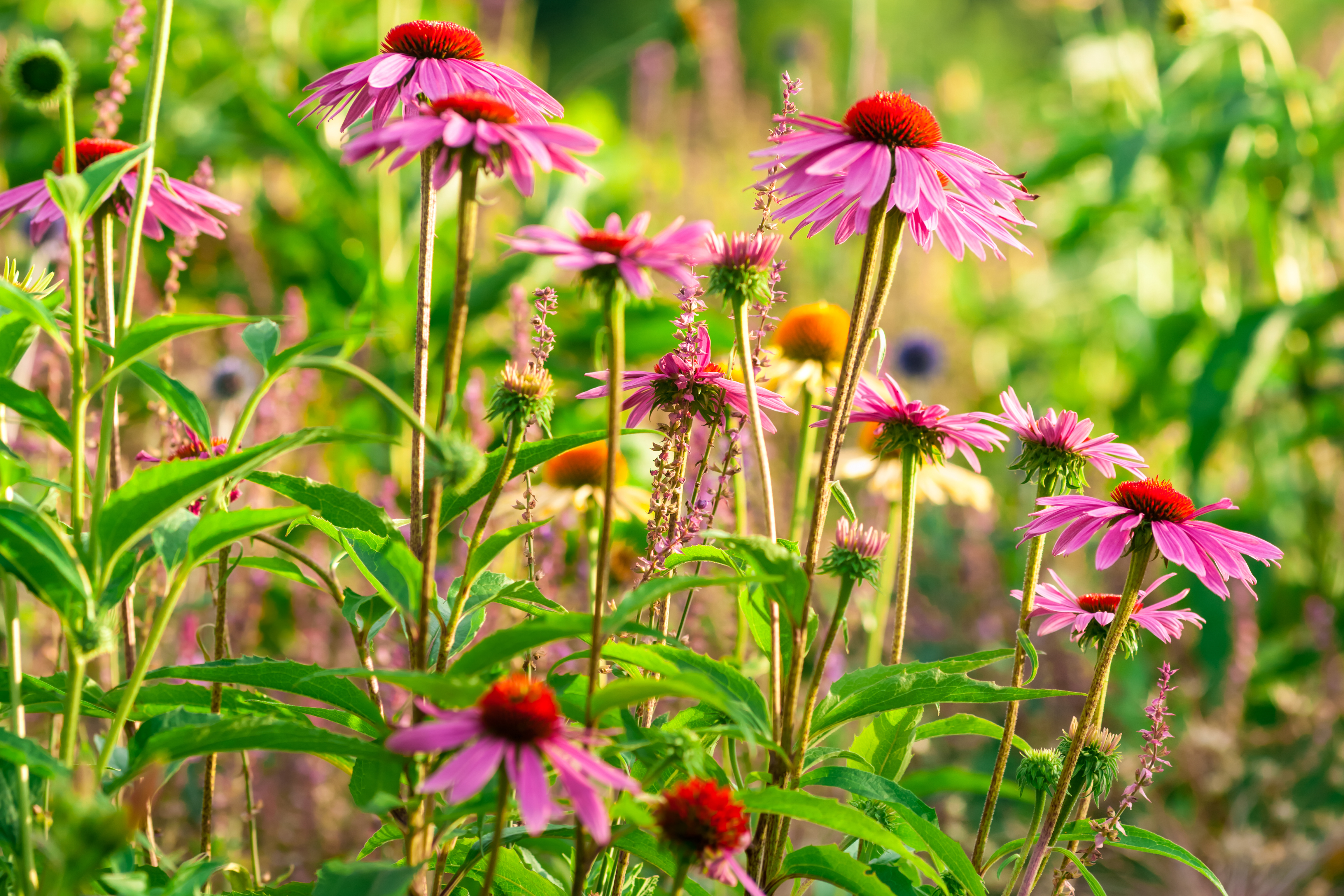 home landscaping plants