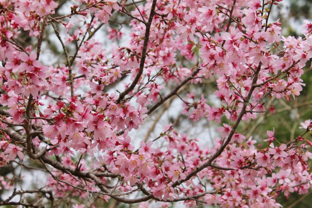 Where to See Cherry Blossoms in Texas