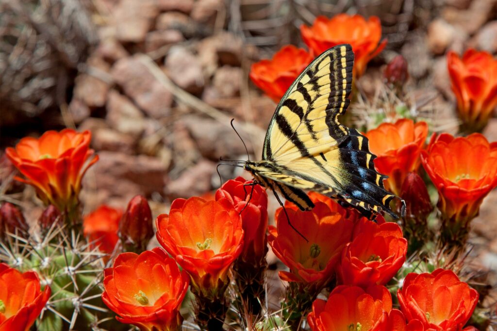 Calling All Critters: Creating Wildlife-Friendly Spaces