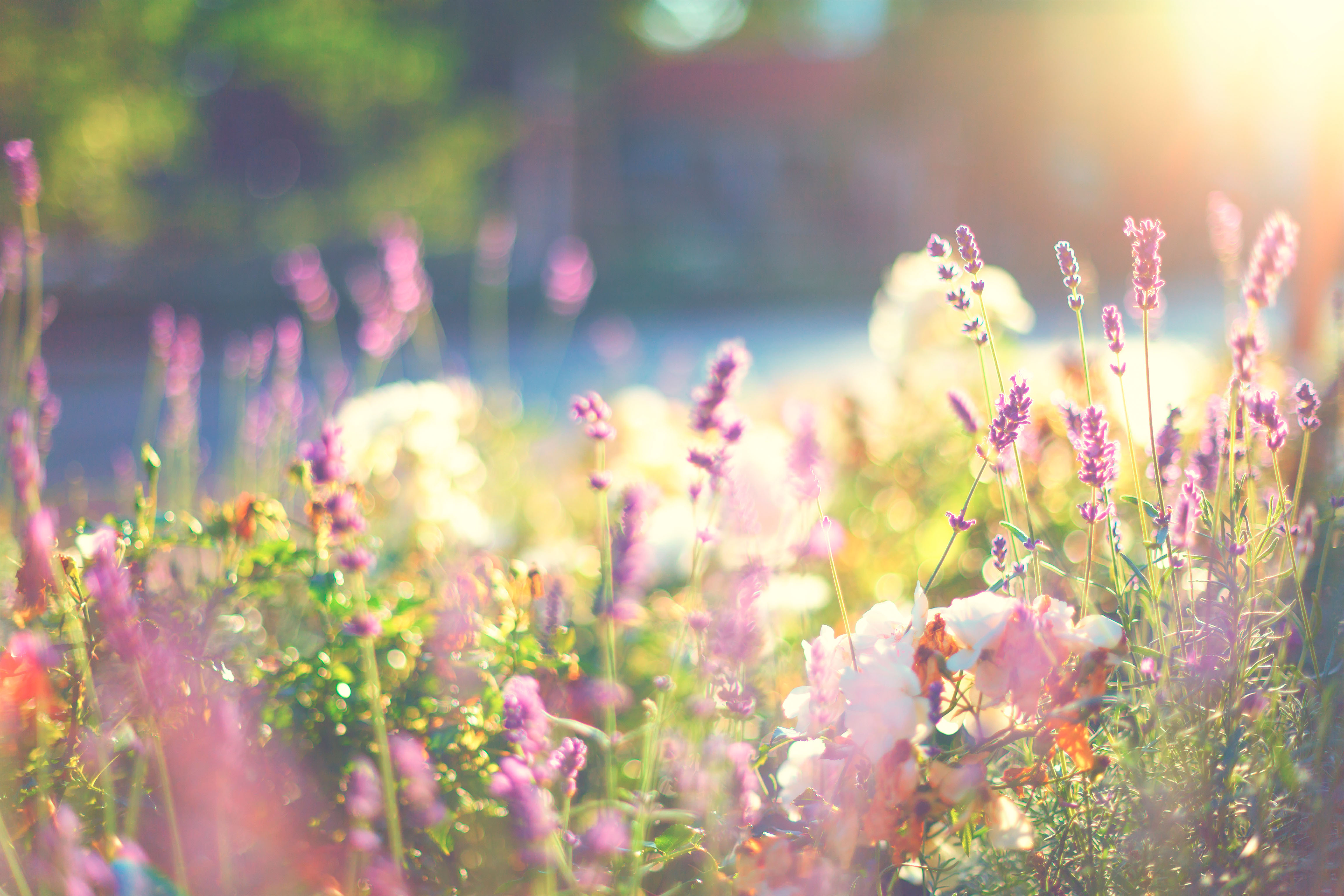 mosquito repellant landscaping