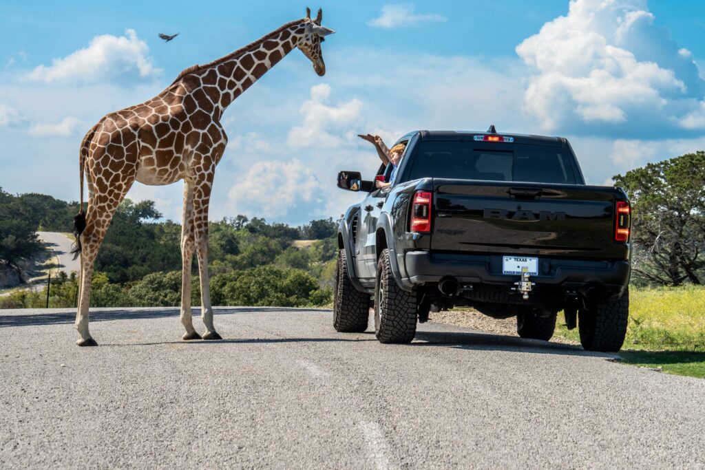 The Four Best Drive-Through Safaris in Texas