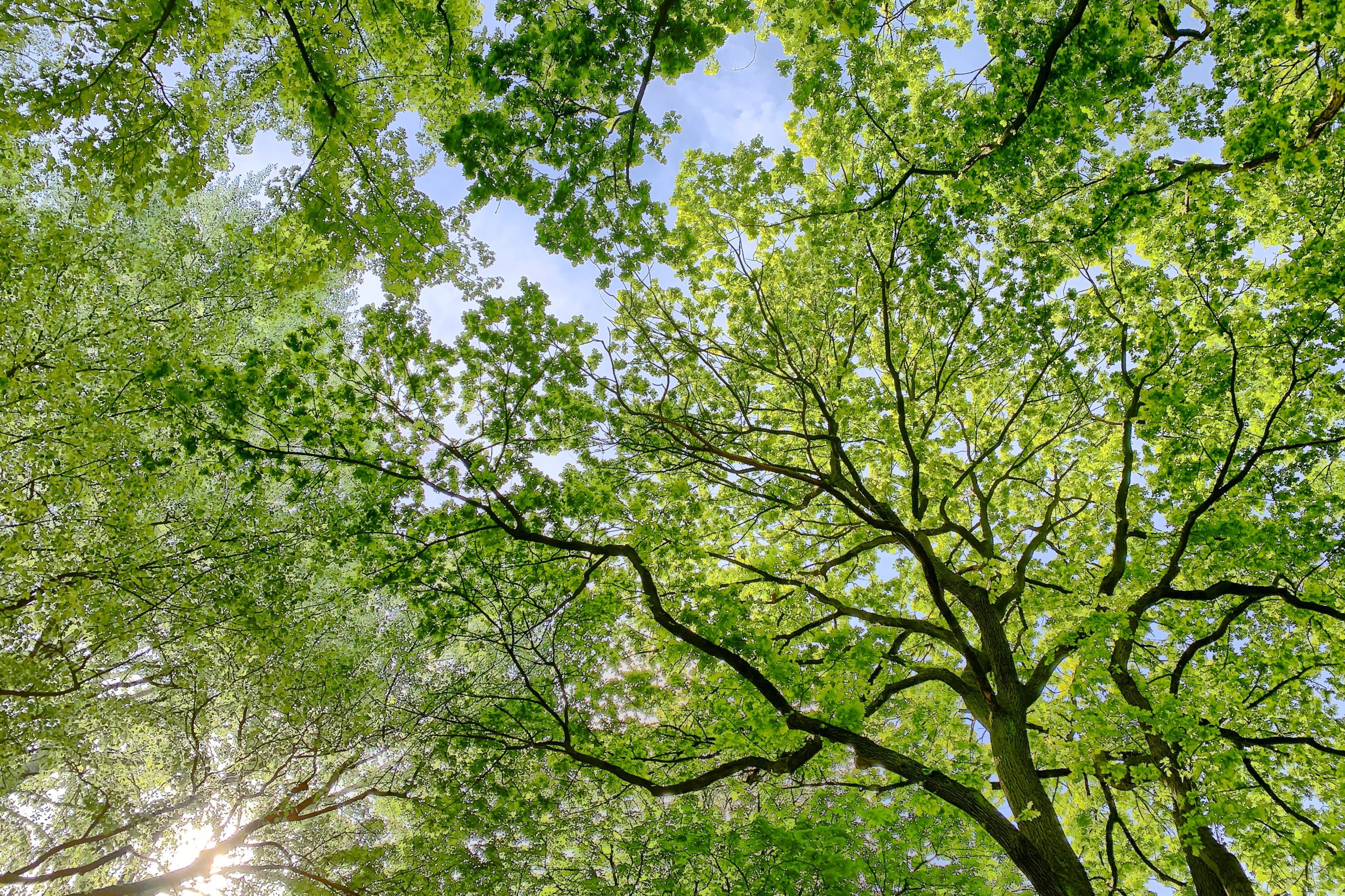 Don’t Forget Your Trees