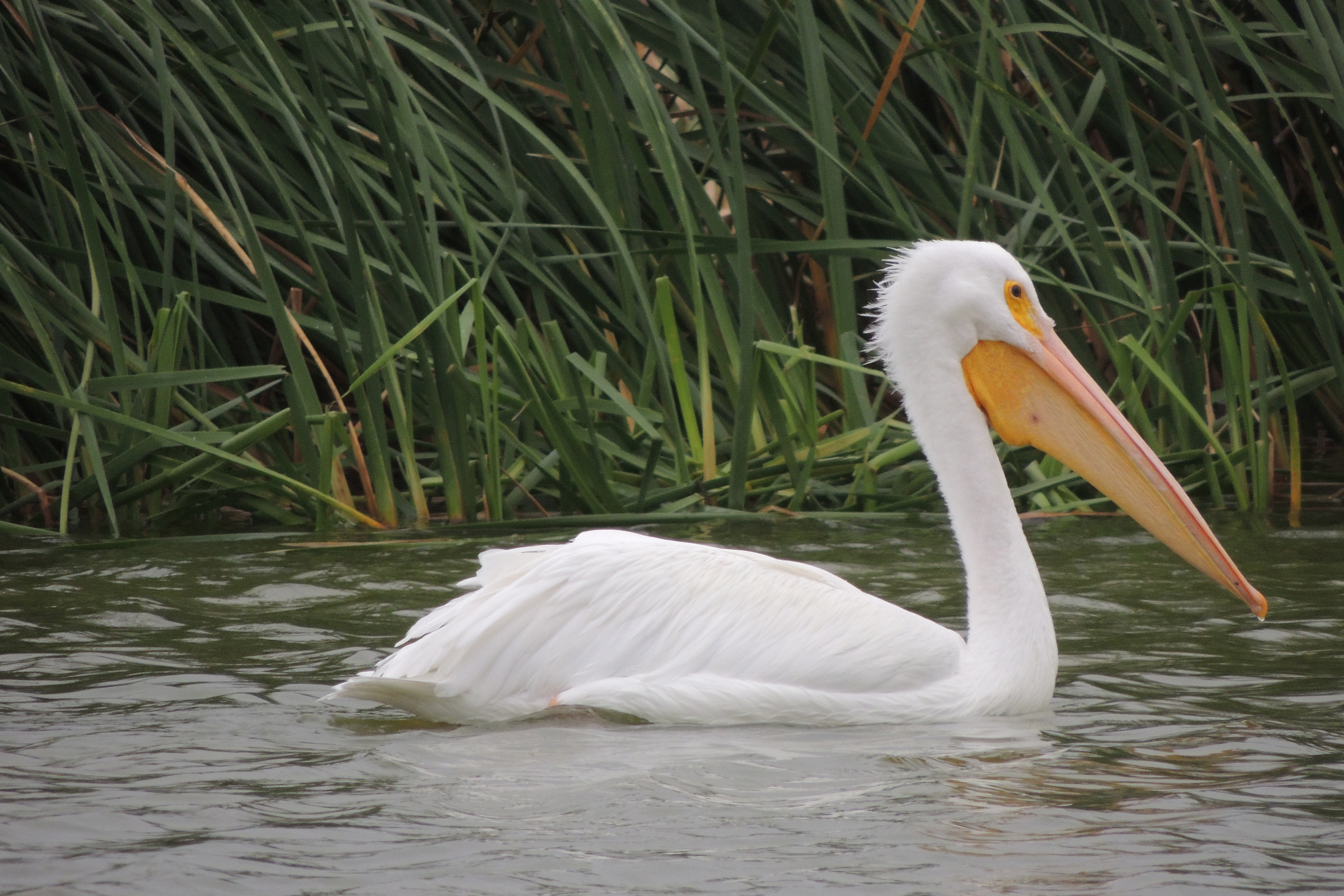 best beaches in Texas