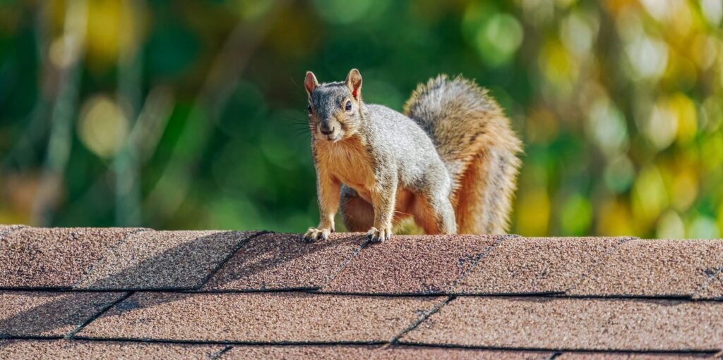 The Complete Pest Control Guide