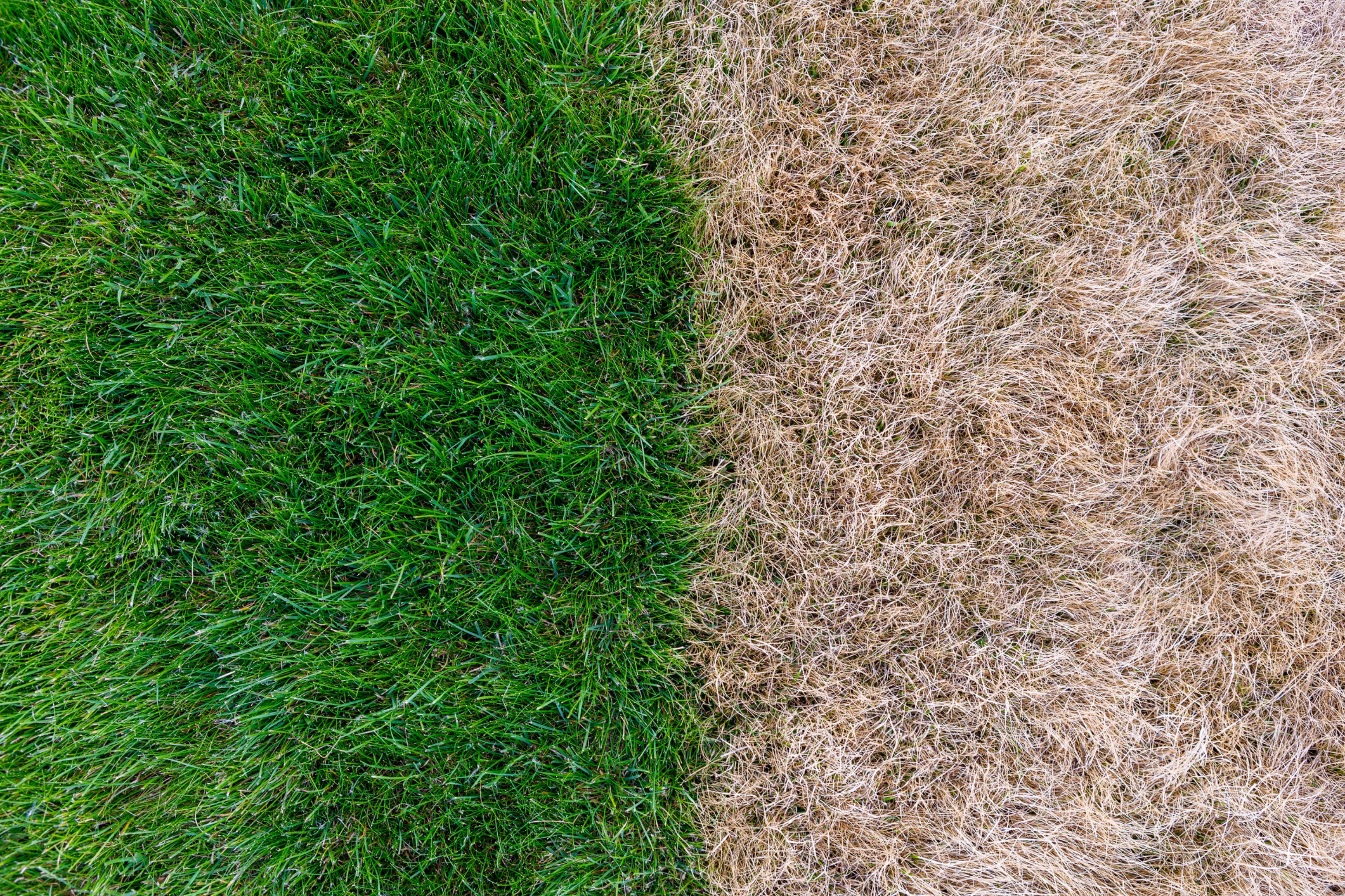 Side-by-side of green grass and dead, brown grass.