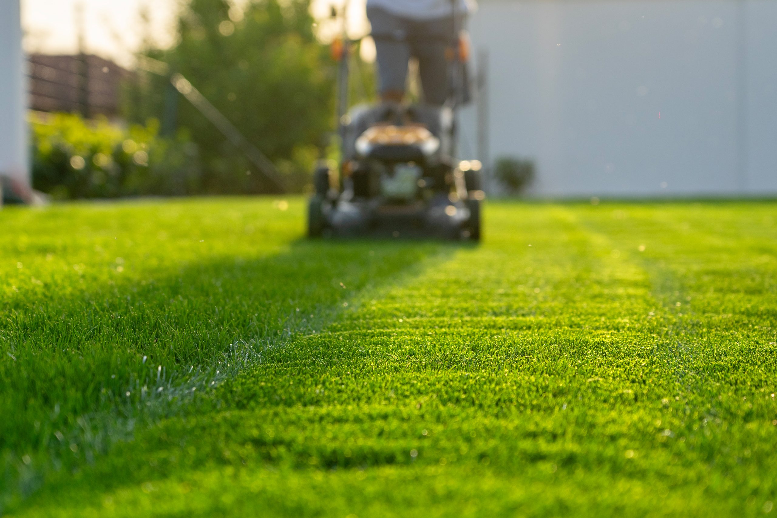 Guide to Upkeeping a Lawn in Texas