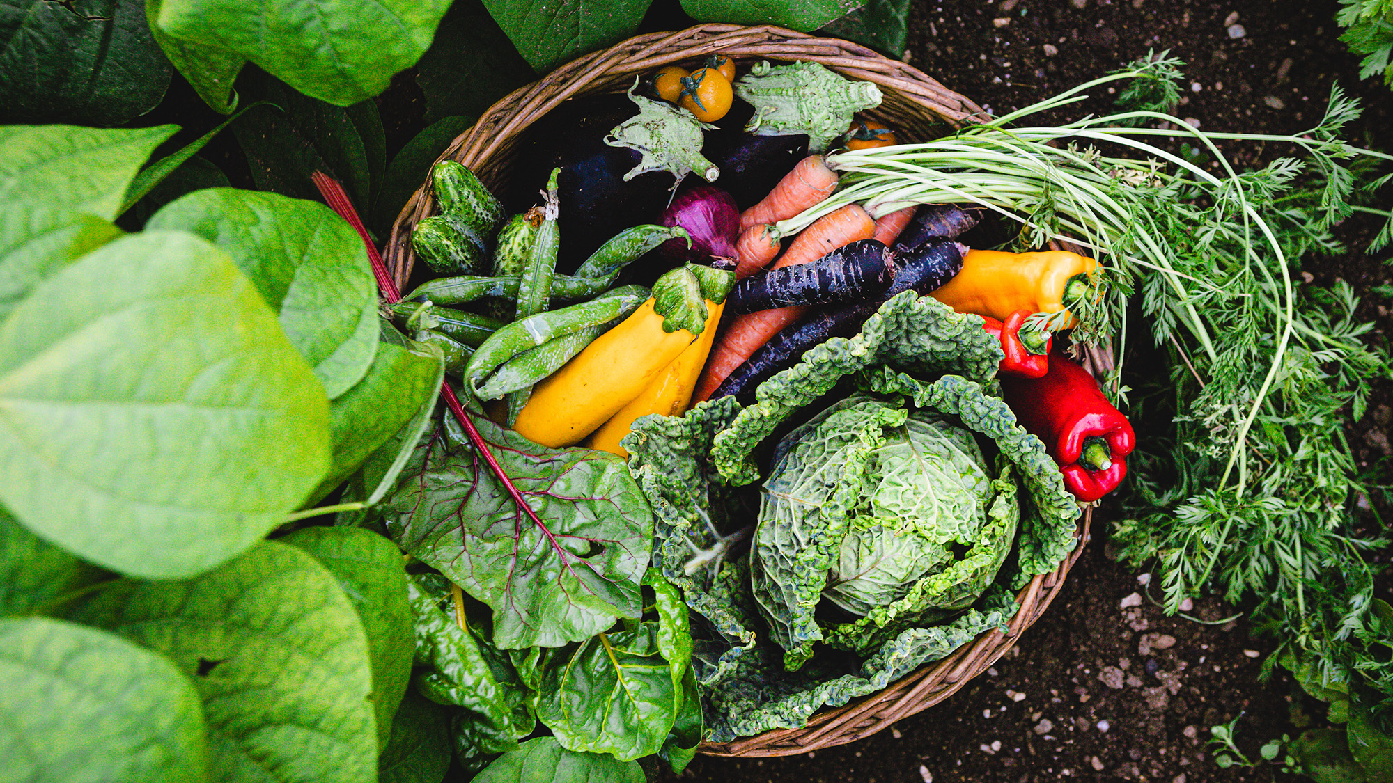 Basket on the ground full of vegetables.