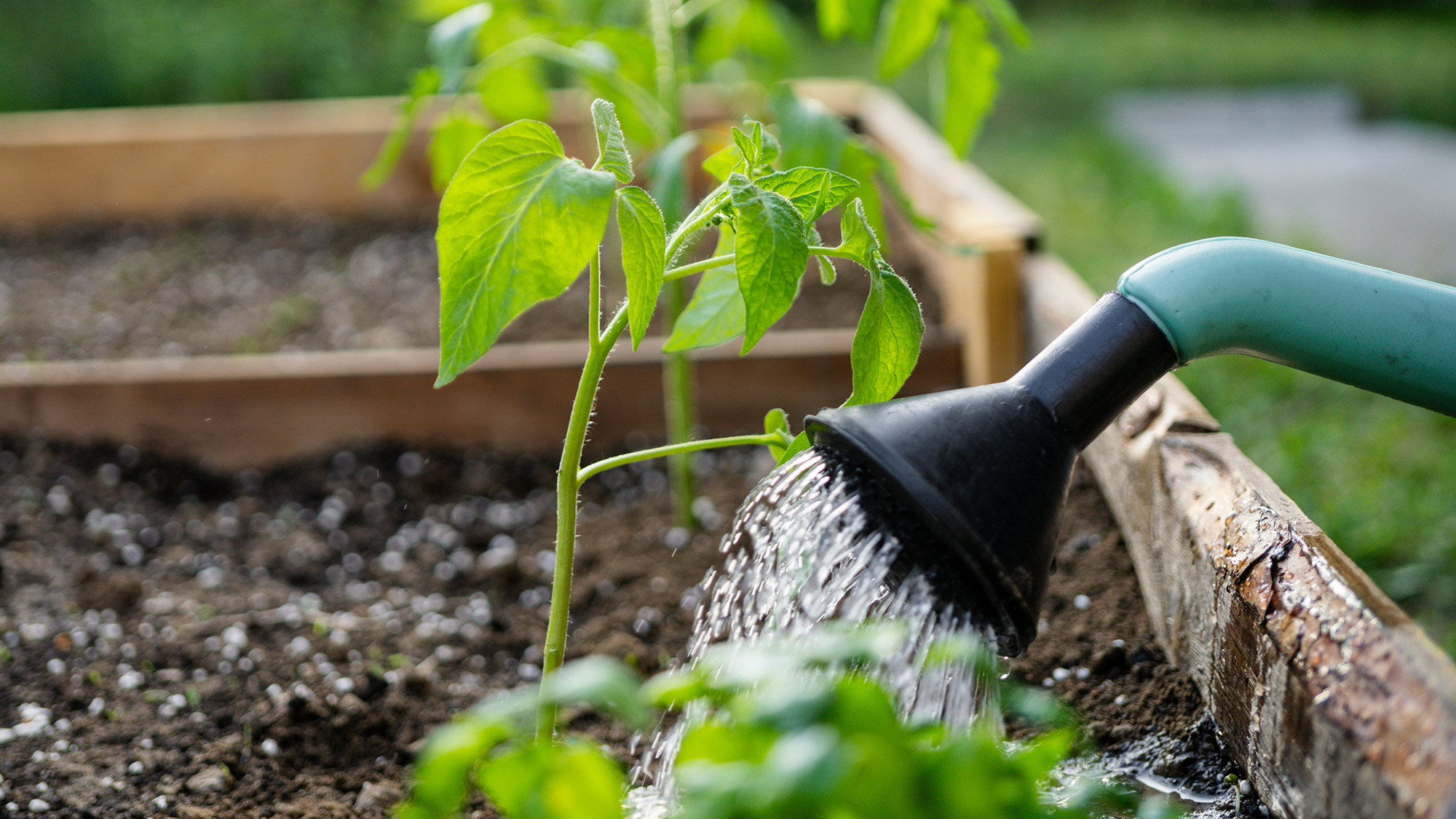 Hose watering a plant in a garden.