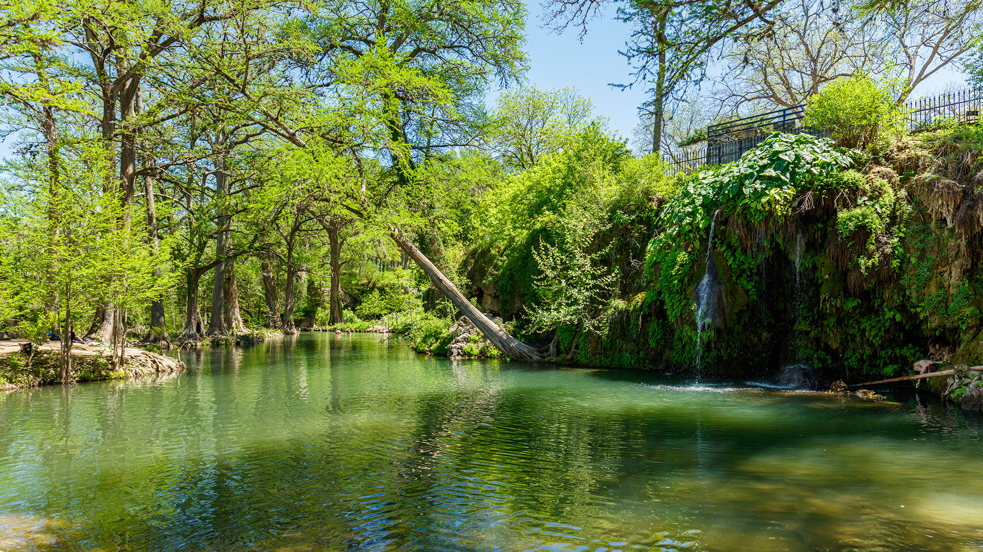 Krause Springs surrounded by trees.