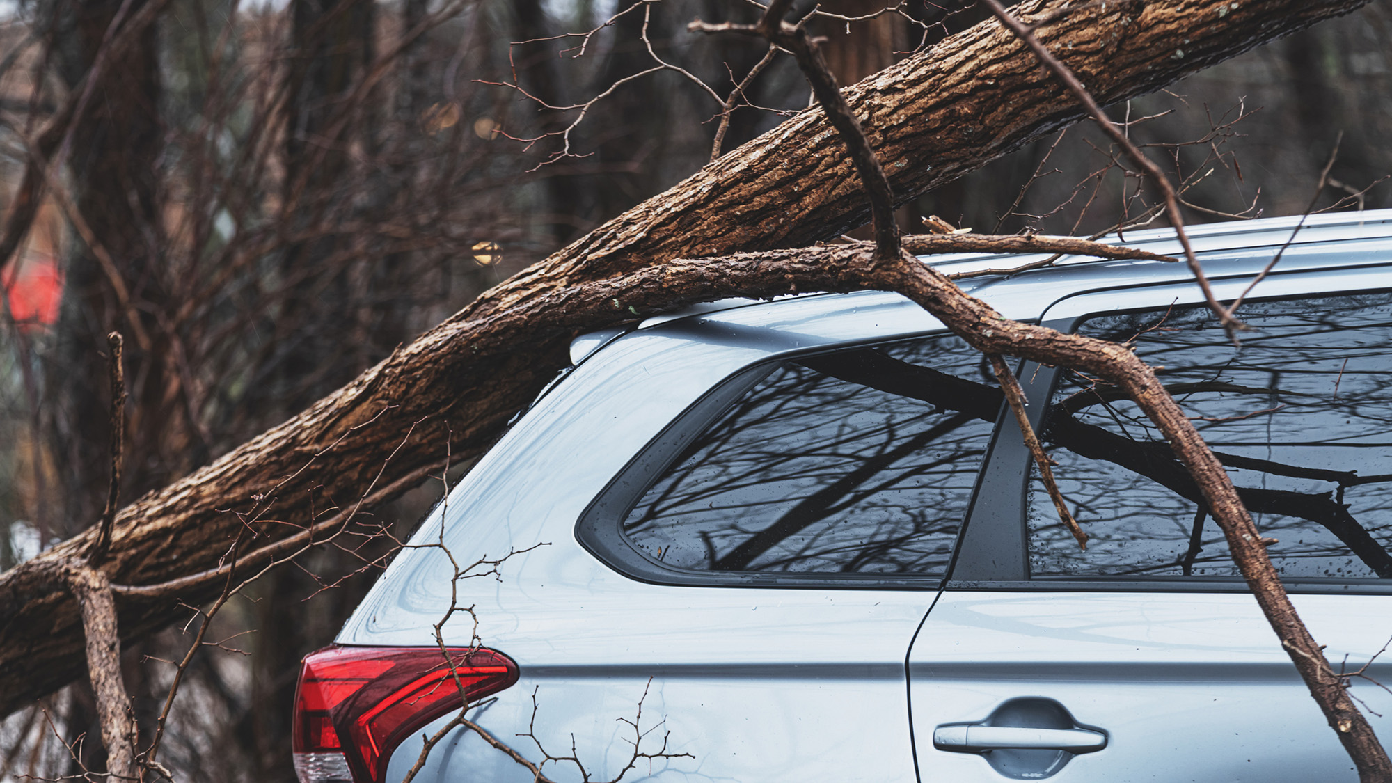 Fallen tree branch on a car.